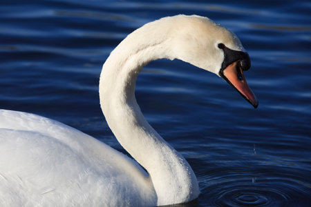 Oleggio (NO), Italy - June 05, 2017: Swan on Ticino river. Oleggio, lonate Pozzolo, Lombardy, Italyのeditorial素材