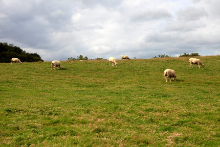 Charleston Town (England), UK - August 16, 2015: Sheeps in a field near The historic 18th.century Charleston Town, Cornwall, England, United Kingdom.のeditorial素材