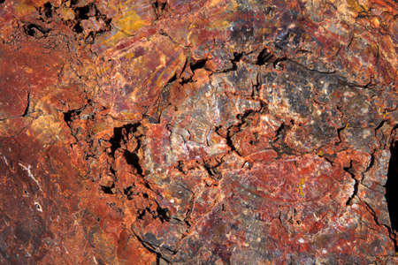 Arizona / USA - August 01, 2015: A petrified tree trunk in Petrified Forest National Park area, Arizona, USAのeditorial素材
