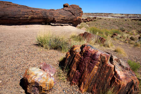 Arizona / USA - August 01, 2015: A petrified tree trunk in Petrified Forest National Park area, Arizona, USAのeditorial素材