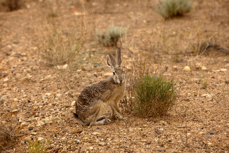 Page, Arizona / USA - August 05, 2015: A Rabbit near lake Powell, Page, Arizona, USA