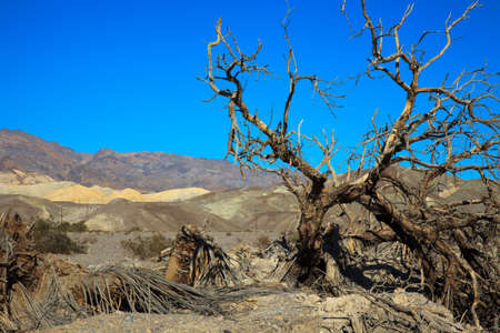 California / USA - August 22, 2015: A tree in Death Valley National Park, California, USAのeditorial素材