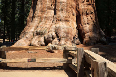 California / USA - August 23, 2015: The giant sequoia General Sherman detail in Sequoia National Park, California, USAのeditorial素材