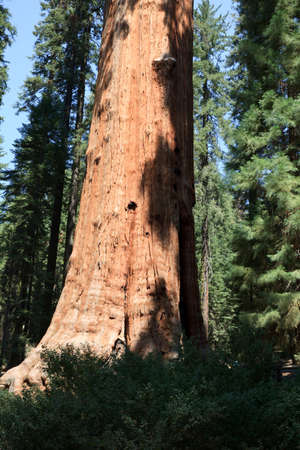 California / USA - August 23, 2015: Giant Sequoia (Sequoiadendron giganteum) and spruce tree trunks in Sequoia National Park, California, USAのeditorial素材