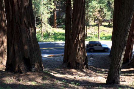 California / USA - August 23, 2015: A car goes across the forest of Giant Sequoia trees in the Sequoia National Park, California, USAのeditorial素材