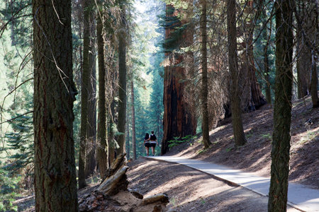 California / USA - August 23, 2015: Tourists walking in a road at Sequoia National Park, California, USAのeditorial素材