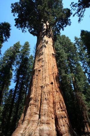 California / USA - August 23, 2015: The giant sequoia General Sherman detail in Sequoia National Park, California, USAのeditorial素材