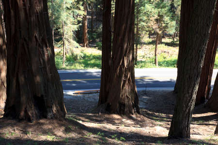 California / USA - August 23, 2015: A giant sequoia tree trunk in the forest of Sequoia National Park, California, USAのeditorial素材