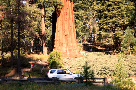 California / USA - August 23, 2015: A car goes across the forest of Giant Sequoia trees in the Sequoia National Park, California, USAのeditorial素材