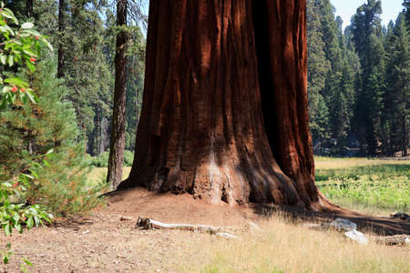 California / USA - August 23, 2015: A giant sequoia tree trunk detail in the forest of Sequoia National Park, California, USAのeditorial素材