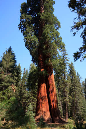 California / USA - August 23, 2015: A giant sequoia tree in the forest of Sequoia National Park, California, USAのeditorial素材