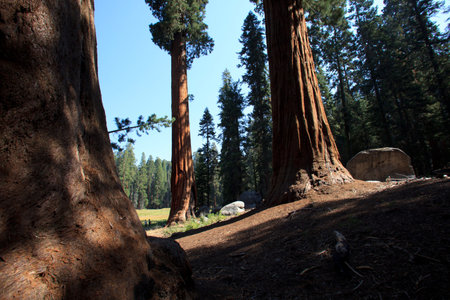 California / USA - August 23, 2015: Giant Sequoia (Sequoiadendron giganteum) and spruce tree trunks in Sequoia National Park, California, USAのeditorial素材