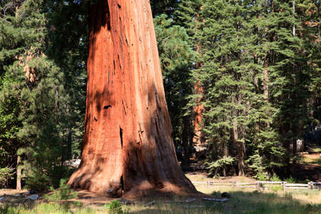 California / USA - August 23, 2015: Giant Sequoia (Sequoiadendron giganteum) and spruce tree trunks in Sequoia National Park, California, USAのeditorial素材