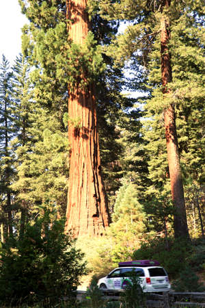 California / USA - August 23, 2015: A car goes across the forest of Giant Sequoia trees in the Sequoia National Park, California, USAのeditorial素材