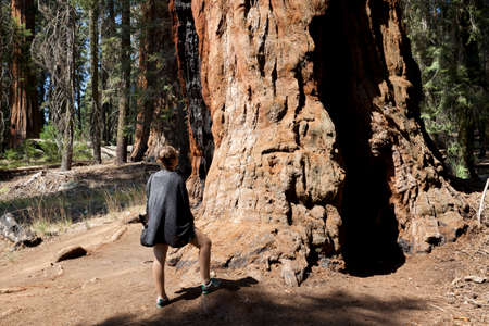 California / USA - August 23, 2015: A girl looks a Giant Sequoia trunk in the forest of Sequoia National Park, California, USAのeditorial素材