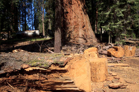 California / USA - August 23, 2015: A truk cut detail of a giant sequoia tree in the Sequoia National Park, California, USAのeditorial素材