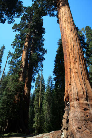 California / USA - August 23, 2015: A giant sequoia tree trunk detail in the forest of Sequoia National Park, California, USAのeditorial素材