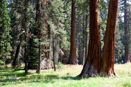 California / USA - August 23, 2015: A forest view of giant sequoia in Sequoia National Park, California, USAのeditorial素材