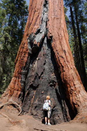 California / USA - August 23, 2015: A girl looks a Giant Sequoia trunk in the forest of Sequoia...