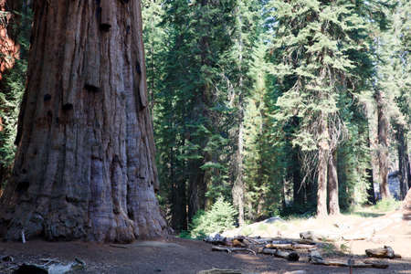 California / USA - August 23, 2015: Giant Sequoia (Sequoiadendron giganteum) and spruce tree trunks in Sequoia National Park, California, USAのeditorial素材