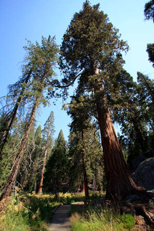 California / USA - August 23, 2015: A forest view of giant sequoia in Sequoia National Park, California, USAのeditorial素材
