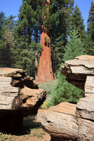 California / USA - August 23, 2015: A broken trunk detail of a giant sequoia tree in the Sequoia National Park, California, USAのeditorial素材