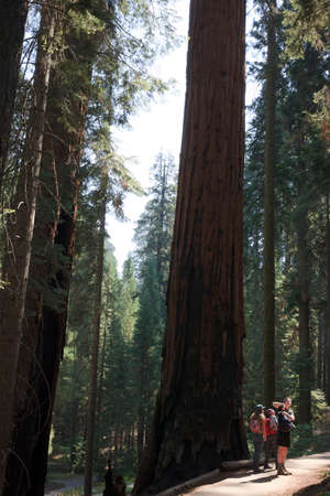 California / USA - August 23, 2015: Tourists walking in a road at Sequoia National Park, California, USAのeditorial素材