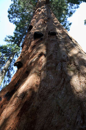 California / USA - August 23, 2015: A giant sequoia tree trunk detail in the forest of Sequoia National Park, California, USAのeditorial素材