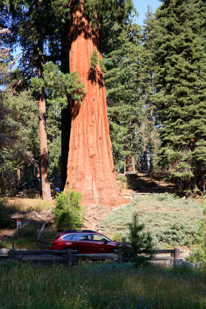 California / USA - August 23, 2015: A car goes across the forest of Giant Sequoia trees in the Sequoia National Park, California, USAのeditorial素材