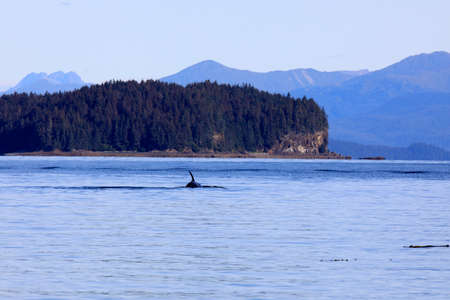 Strait Point, Alaska / USA - August 13, 2019: Orca at Strait Point, Strait Point, Alaska, USAのeditorial素材