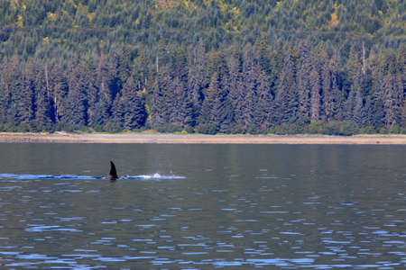 Strait Point, Alaska / USA - August 13, 2019: Orca at Strait Point, Strait Point, Alaska, USAのeditorial素材