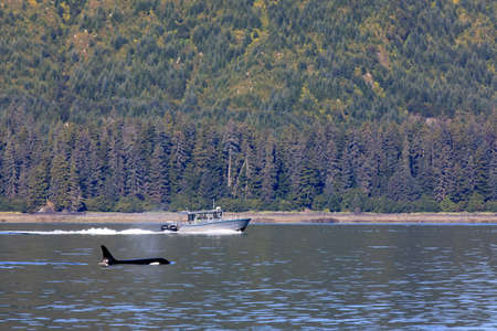 Strait Point, Alaska / USA - August 13, 2019: Orca at Strait Point, Strait Point, Alaska, USAのeditorial素材