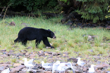 Neets Bay, Alaska / USA - August 18, 2019: Alaska black bear, Neets Bay, Alaska, USA