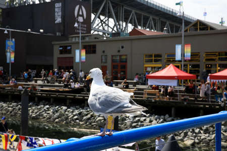 Vancouver, America - August 18, 2019: A gull at False Creek Bay alongside the Granville street bridge, Vancouver, Americaのeditorial素材