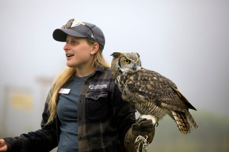 Vancouver, America - August 18, 2019: Owl at Grouse Mountain, Vancouver, America