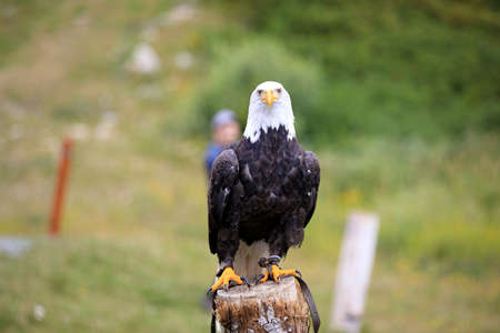 Vancouver, America - August 18, 2019: Bald eagle at Grouse Mountain, Vancouver, Americaのeditorial素材