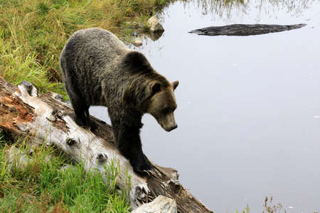 Vancouver, America - August 18, 2019: Grizzly bear at Grouse Mountain, Vancouver, Americaのeditorial素材