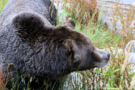 Vancouver, America - August 18, 2019: Grizzly bear at Grouse Mountain, Vancouver, Americaのeditorial素材