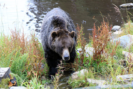 Vancouver, America - August 18, 2019: Grizzly bear at Grouse Mountain, Vancouver, America