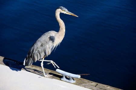 Vancouver, America - August 18, 2019: Grey heron at Vancouver port, Vancouver, Americaのeditorial素材