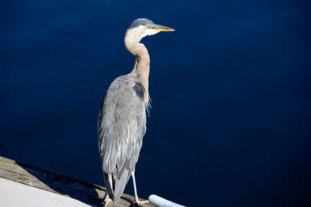 Vancouver, America - August 18, 2019: Grey heron at Vancouver port, Vancouver, Americaのeditorial素材