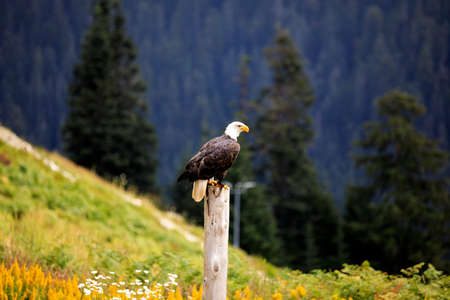 Vancouver, America - August 18, 2019: Bald eagle at Grouse Mountain, Vancouver, Americaのeditorial素材