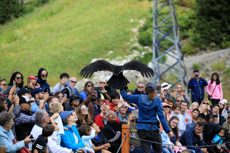 Vancouver, America - August 18, 2019: Predatory exhibition at Grouse Mountain, Vancouver, America