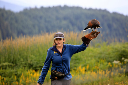 Vancouver, America - August 18, 2019: Hawk exhibition at Grouse Mountain, Vancouver, America