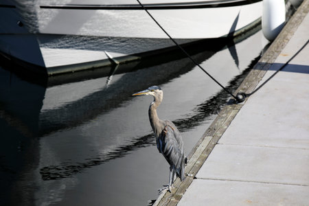 Vancouver, America - August 18, 2019: Grey heron at Vancouver port, Vancouver, Americaのeditorial素材