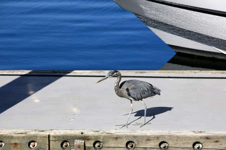 Vancouver, America - August 18, 2019: Grey heron at Vancouver port, Vancouver, Americaのeditorial素材