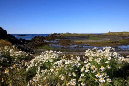Vatnsnes / Iceland - August 27, 2017: The coast with flowers and the sea in Vatnsnes peninsula, Iceland, Europeのeditorial素材