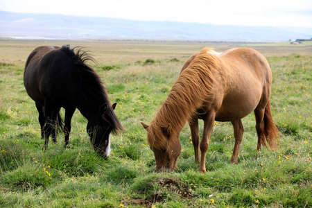Iceland - August 26, 2017: An icelandic horse in a field, Iceland, Europeのeditorial素材