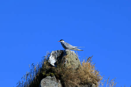 Vatnsnes / Iceland - August 27, 2017: A artic tern on a rock in Vatnsnes peninsula, Iceland, Europeのeditorial素材