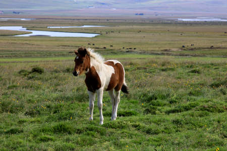 Iceland - August 26, 2017: An icelandic foal in a field, Iceland, Europeのeditorial素材